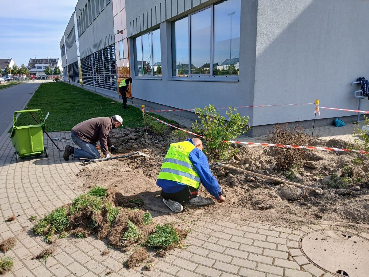 Osoby porządkują chodnik z chwastów